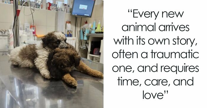 Inside Serbia’s Largest Shelter, A Small Team Is Caring For Over A Thousand Animals (37 Pics)