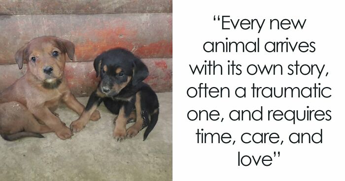 Inside Serbia’s Largest Shelter, A Small Team Is Caring For Over A Thousand Animals (37 Pics)