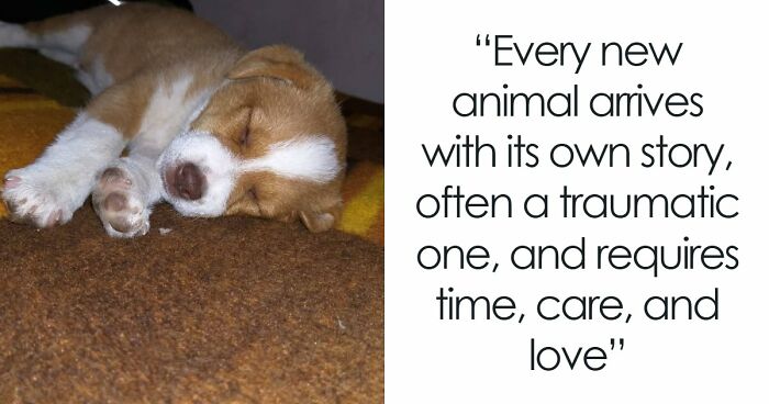 Inside Serbia’s Largest Shelter, A Small Team Is Caring For Over A Thousand Animals (37 Pics)