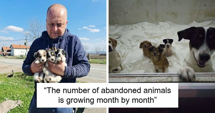 Inside Serbia’s Largest Shelter, A Small Team Is Caring For Over A Thousand Animals (37 Pics)