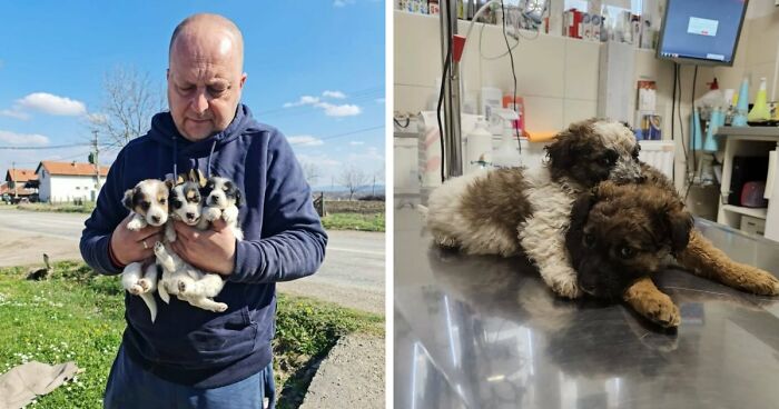 Inside Serbia’s Largest Shelter, A Small Team Is Caring For Over A Thousand Animals (37 Pics)