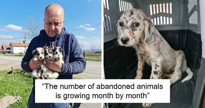A Small Team Is Caring For 1,700+ Abandoned And Rescued Animals In Serbia’s Largest Shelter (37 Pics)