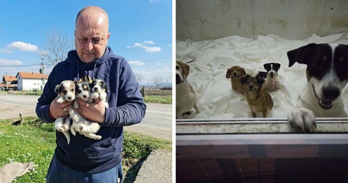 A Small Team Is Caring For 1,700+ Abandoned And Rescued Animals In Serbia’s Largest Shelter (37 Pics)