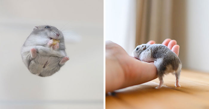 80 Adorable Hamster Pics From This Instagram Page That Might Make Your Day