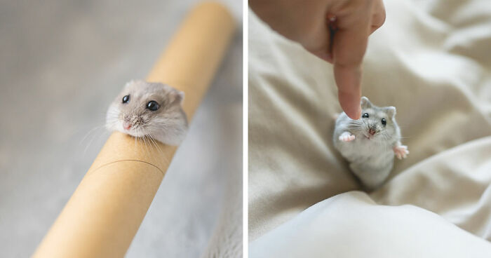 80 Adorable Hamster Pics From This Instagram Page That Might Make Your Day