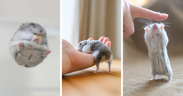 80 Adorable Hamster Pics From This Instagram Page That Might Make Your Day