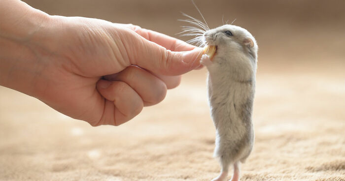 80 Adorable Hamster Pics From This Instagram Page That Might Make Your Day