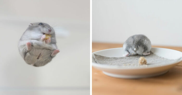 80 Adorable Hamster Pics From This Instagram Page That Might Make Your Day