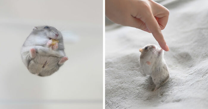 80 Adorable Hamster Pics From This Instagram Page That Might Make Your Day