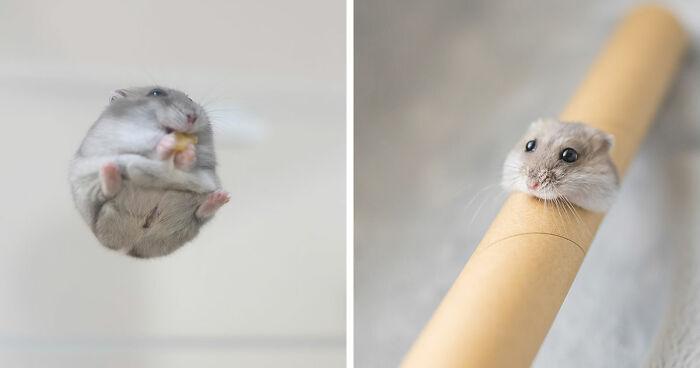 This Instagram Page Shared 80 Pics Of The Cutest Hamsters
