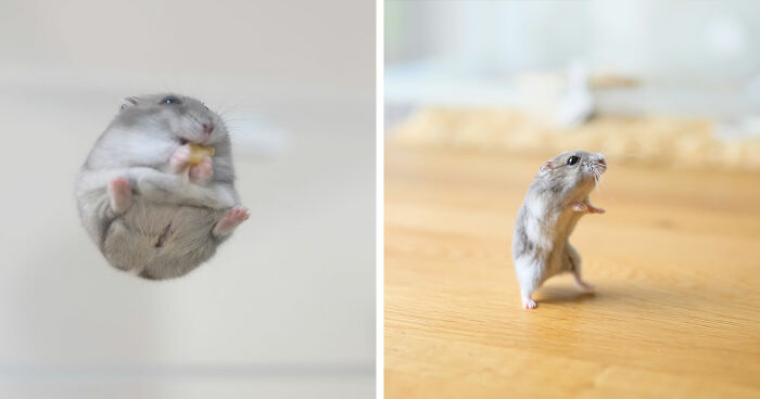 80 Adorable Hamster Pics From This Instagram Page That Might Make Your Day
