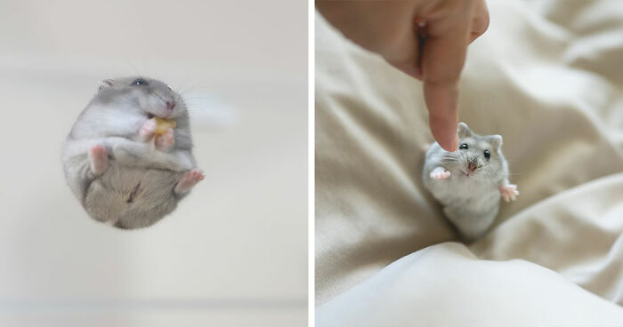 This Instagram Page Shared 80 Pics Of The Cutest Hamsters