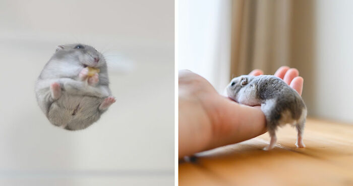 80 Adorable Hamster Pics From This Instagram Page That Might Make Your Day