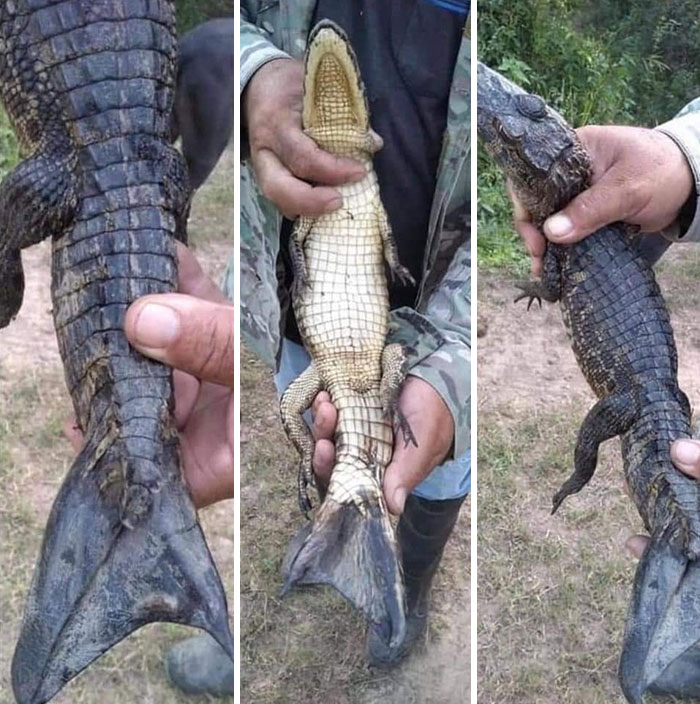 Amazing photos of a man holding a small alligator with a bizarre fish-like tail and visible scaly underside