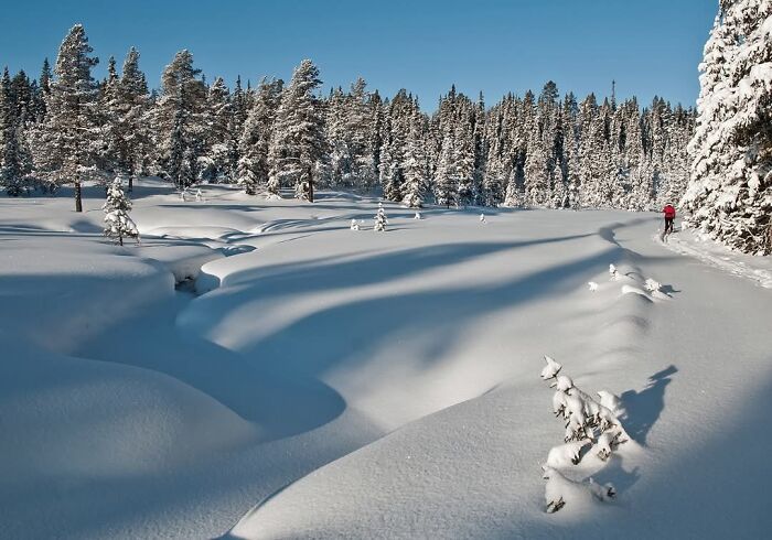 Paisaje invernal con nieve y árboles cubiertos, ideal para disfrutar imágenes acogedoras del invierno sin salir al frío.
