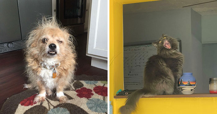 79 Hilarious Animal Pictures That Show Them At Their Derpiest (New Pics)