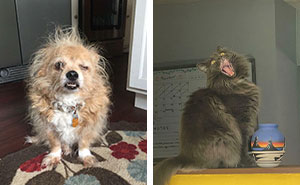 79 Hilarious Animal Pictures That Show Them At Their Derpiest (New Pics)