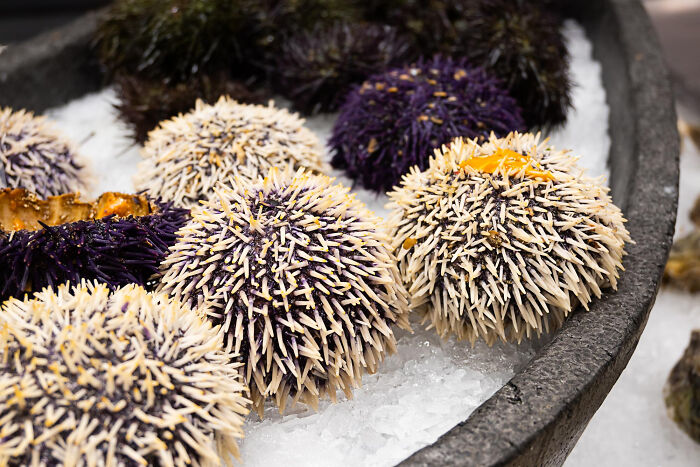 Sea urchin delicacies displayed on ice, highlighting unusual and disgusting local delicacies from various countries.