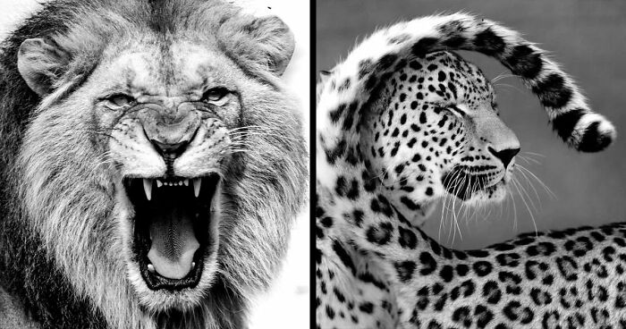 I Removed Color From My 32 Wildlife Photos To Highlight Expression And Emotion