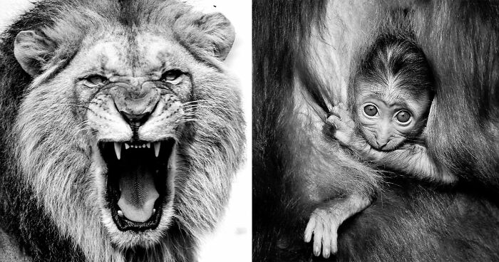 I Removed Color From My 32 Wildlife Photos To Highlight Expression And Emotion