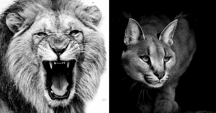 I Photograph Wildlife Without Color To Focus On Their Faces And Eyes (32 Pics)