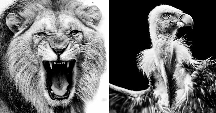 I Captured Wild Animals In Black And White To Show Their True Emotions (32 Pics)