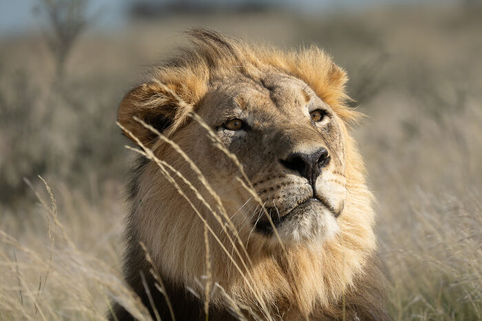Close-up of a lion resting in tall grass, capturing wild animal behavior in a natural habitat for wildlife photography.