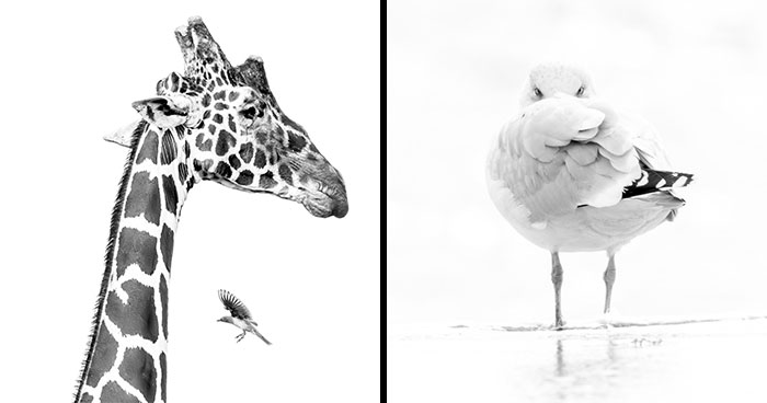 These 49 Black & White Nature Photos Prove You Don’t Need Color To Feel The Moment