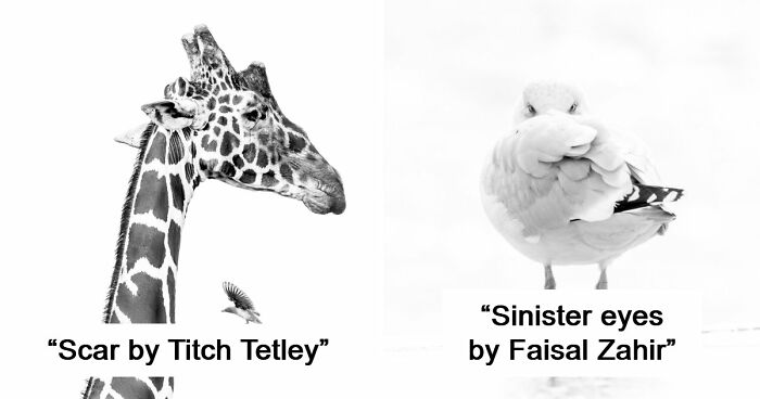 These 49 Black & White Nature Photos Prove You Don’t Need Color To Feel The Moment