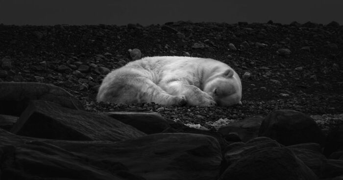 These 49 Black & White Nature Photos Prove You Don’t Need Color To Feel The Moment