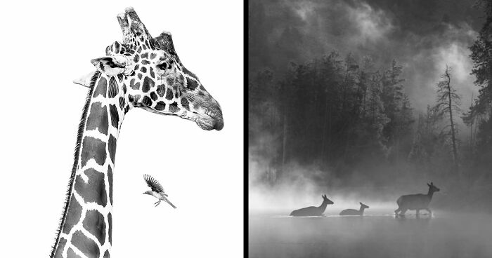 These 49 Black & White Nature Photos Prove You Don’t Need Color To Feel The Moment