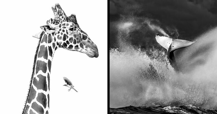 These 49 Black & White Nature Photos Prove You Don’t Need Color To Feel The Moment