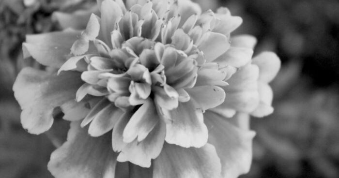 Guessing These 26 Items In Black & White Images Might Be More Difficult Than You’d Think