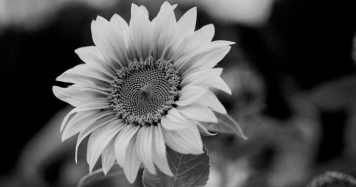 Guessing These 26 Items In Black & White Images Might Be More Difficult Than You’d Think