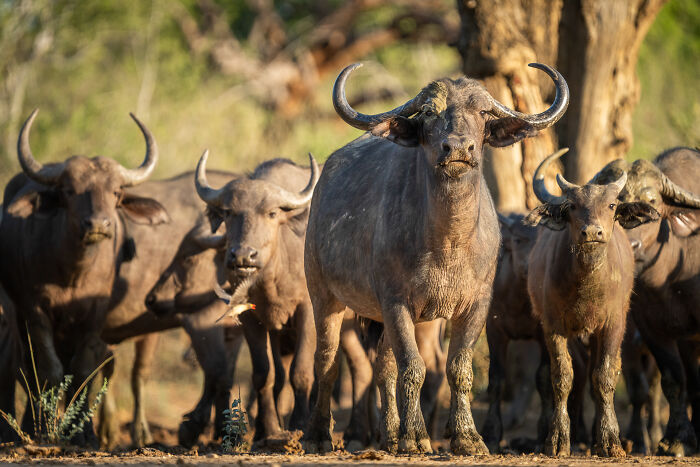 Herd of wild elephants standing together in natural habitat during golden hour, showcasing wildlife in the wild.