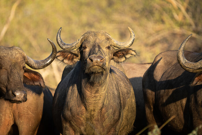 Close-up of wild buffalo in natural habitat captured in realistic wildlife photo from the wild.