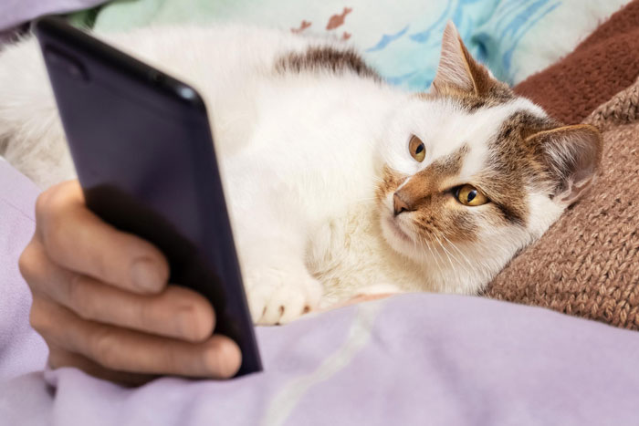 White and brown cat resting on a blanket while a person holds a phone, illustrating lost cat going from street survivor to family royalty.