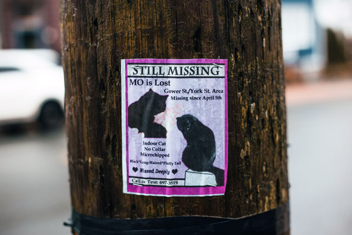 Missing cat poster on a wooden pole for lost cat, highlighting a street survivor turned family royalty story.