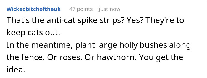 Fence topped with anti-cat spike strips to protect privacy as son climbs, while lady ignores neighborhood complaints. Fence topped with anti-cat spike strips to protect privacy as son climbs, while lady ignores neighborhood complaints.