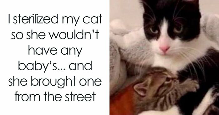 50 Times Cats Were So Ridiculous They Became Memes