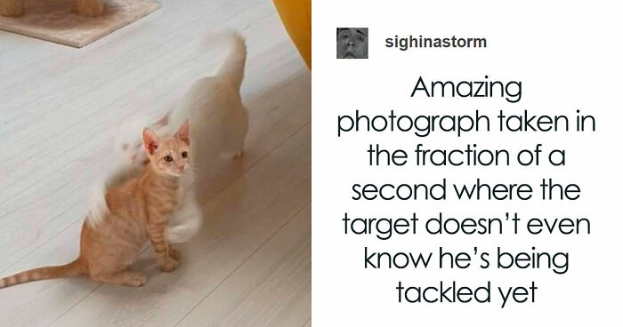 80 Times Cats Were So Ridiculous They Became Memes