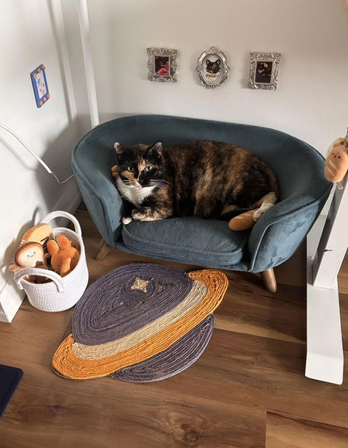 Gato descansando en sofá azul pequeño con detalles de interior vintage y diseño de alfombra creativa en sala moderna.