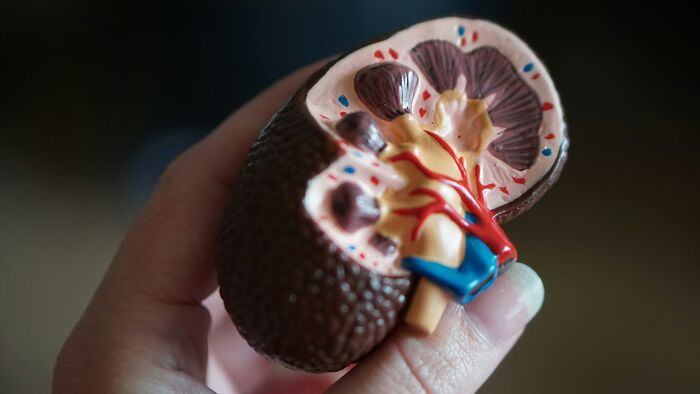 Hand holding detailed anatomical model of the human kidney showing internal structure and blood vessels for body facts.