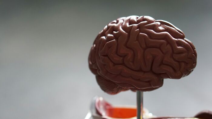 Detailed model of a human brain highlighting intricate folds and structure for creepy facts about the human body.