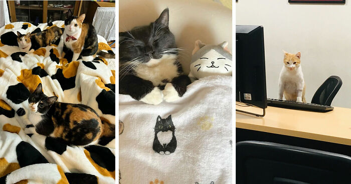 This Page Captures Cats Being Adorable, Chaotic, And Way Too Funny (75 Pics)