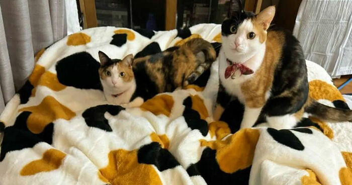 75 Funny And Cute Cat Photos That’ll Make You Smile Today