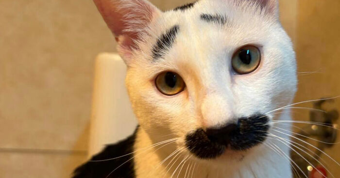 This Page Captures Cats Being Adorable, Chaotic, And Way Too Funny (75 Pics)