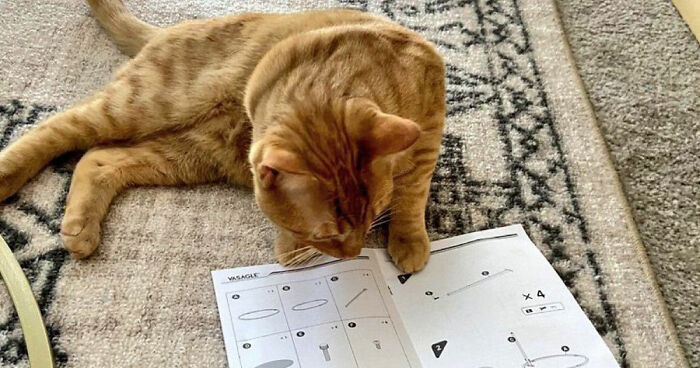 75 Funny And Cute Cat Photos That’ll Make You Smile Today