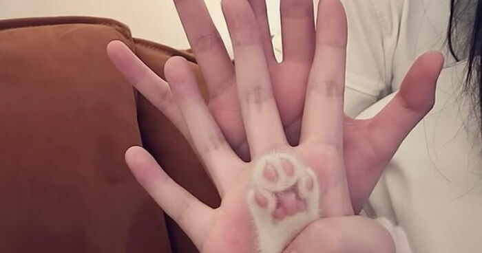 This Page Captures Cats Being Adorable, Chaotic, And Way Too Funny (75 Pics)