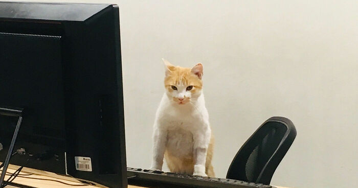 This Page Captures Cats Being Adorable, Chaotic, And Way Too Funny (75 Pics)